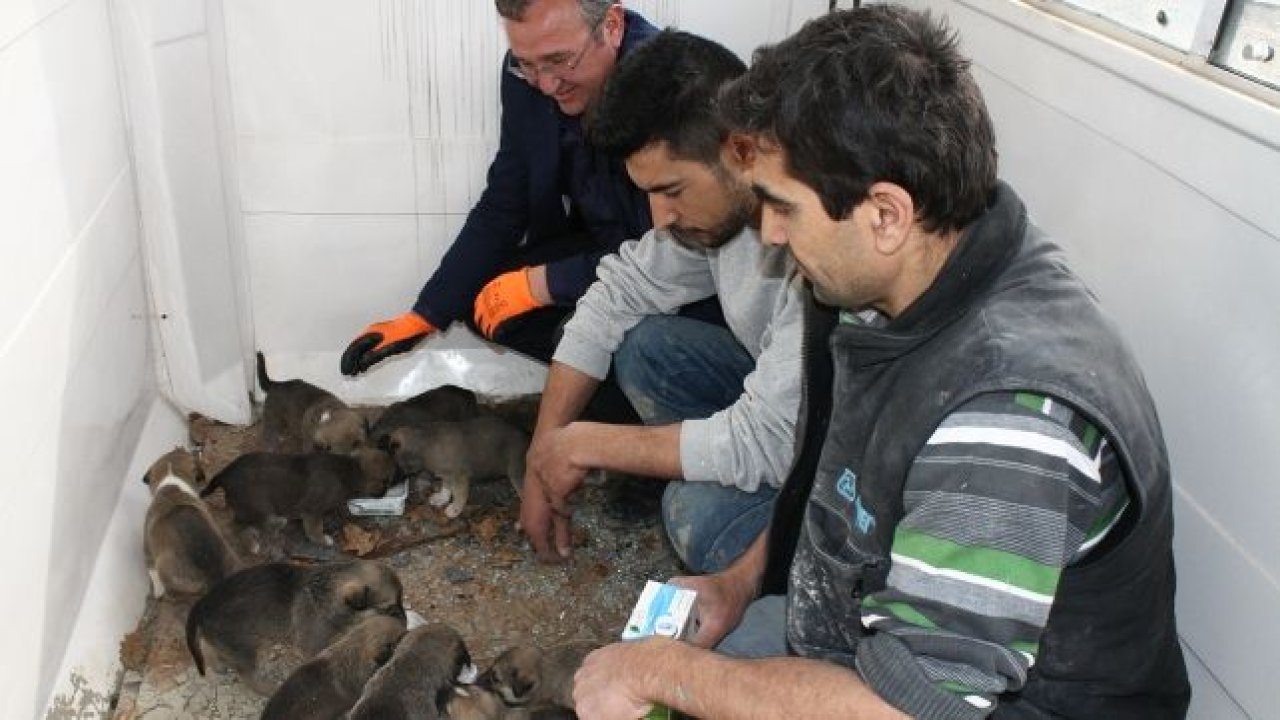 Annesinin terk ettiği yavrulara işçiler bakıyor