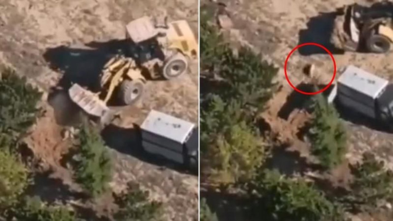 Konya’da köpekler diri diri gömüldü