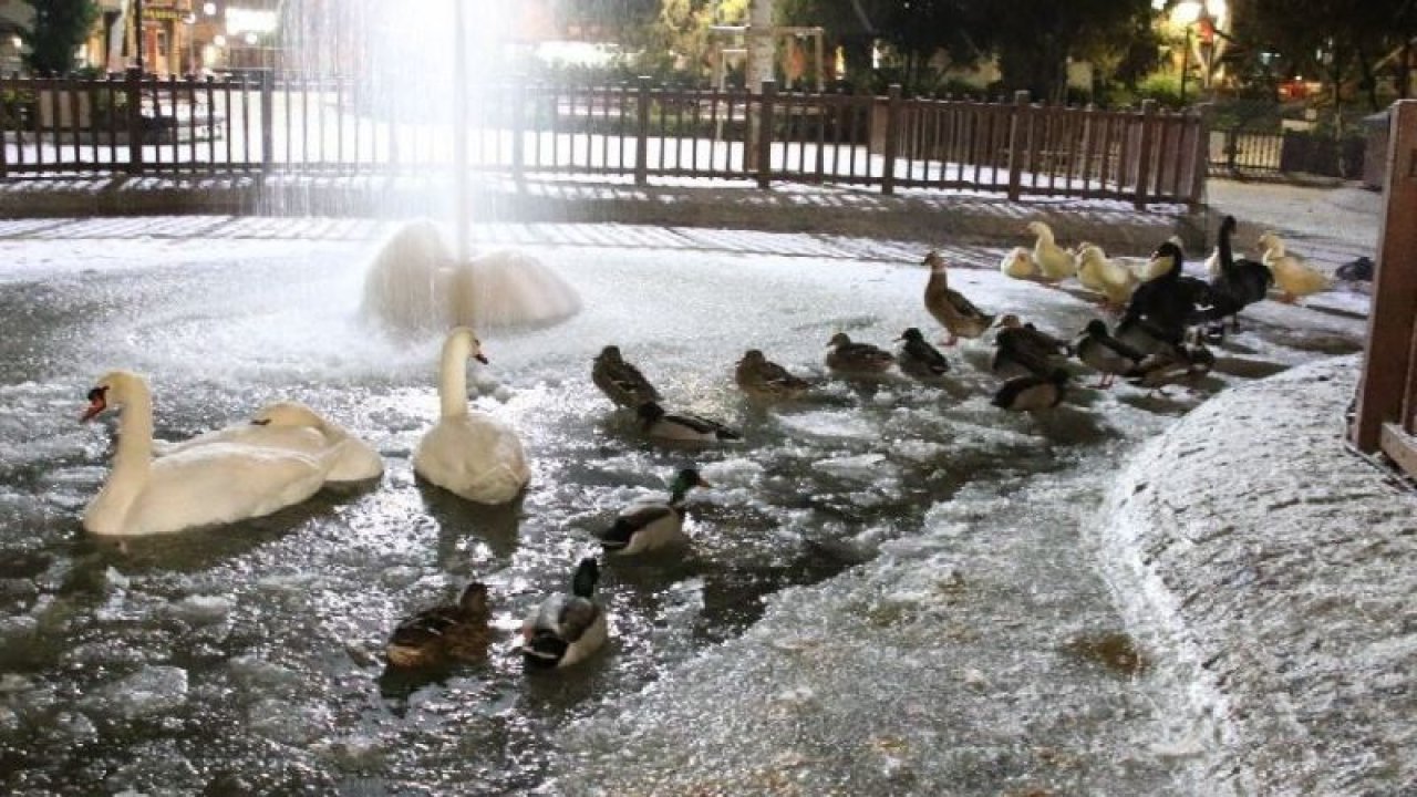 Kuğulu Park’ta kuğular bile buz tuttu