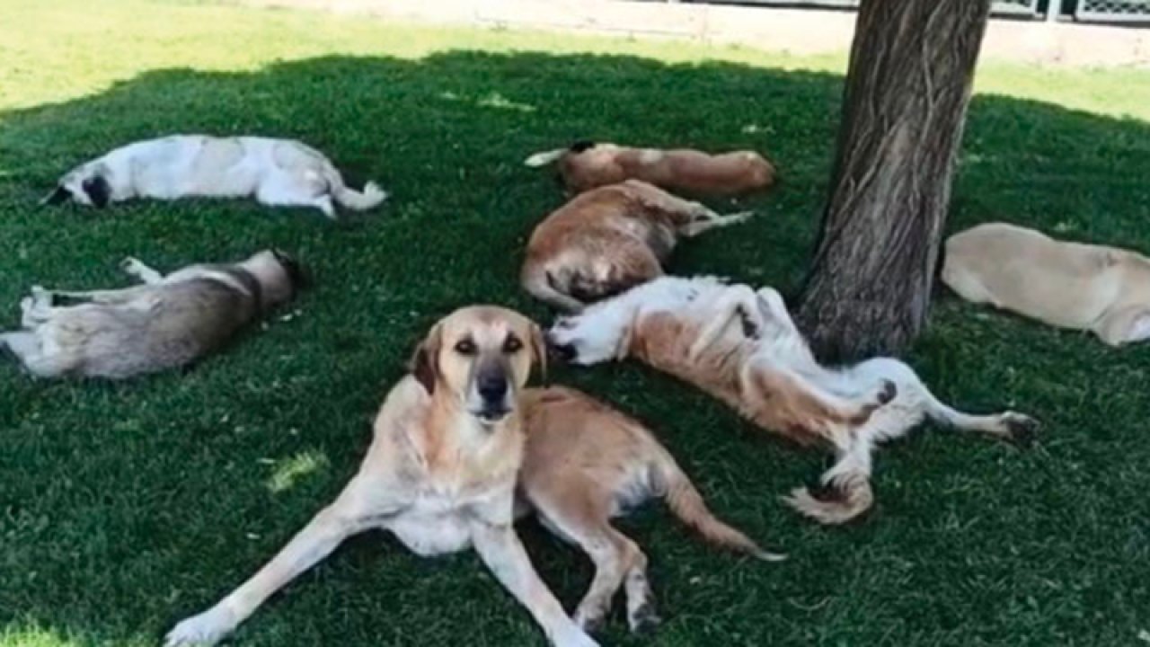 Köpek saldırısı sırasında ne yapılmalı? Pitbull Saldırısında Ne Yapmalı?