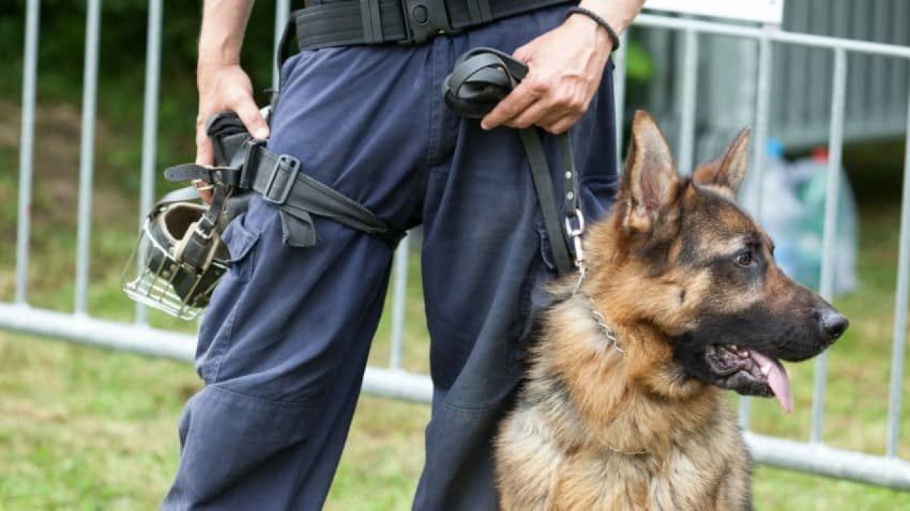 Koronavirüs vakaları K9 köpekler ile tespit edilecek