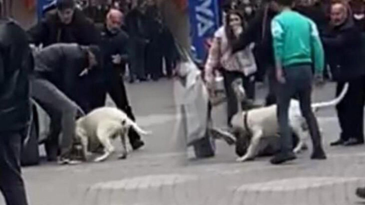 Kavga ettiği kişilerin üstüne pitbull saldı! Silah gibi kullanıyorlar