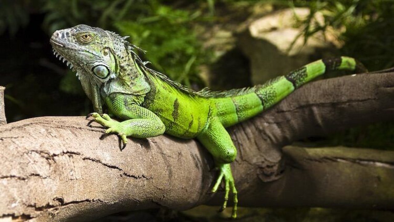 Meteoroloji’den ilginç uyarı! Gökten iguana yağabilir