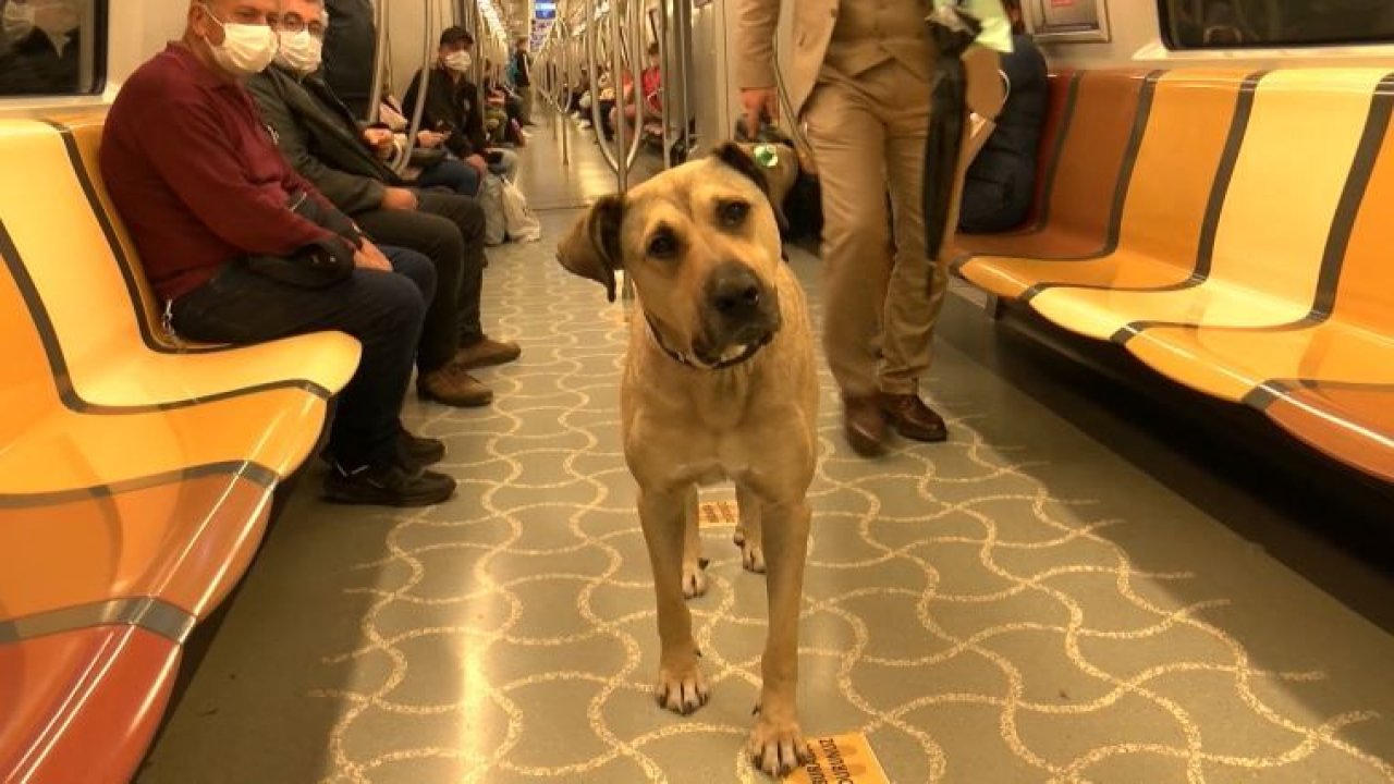 İstanbul’ın meşhur köpeği Boji’nin tokeni çıktı