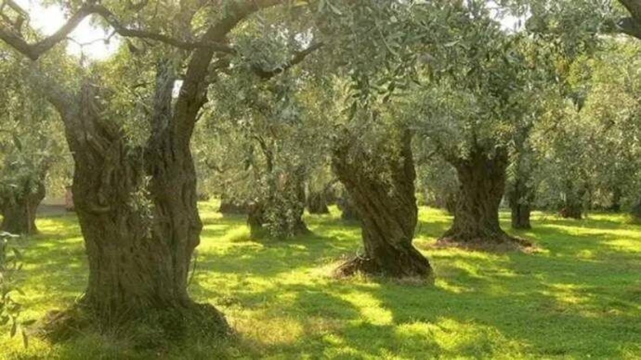 Resmi Gazete’de yayımlandı! Zeytinlik alanlar madenciliğe açıldı