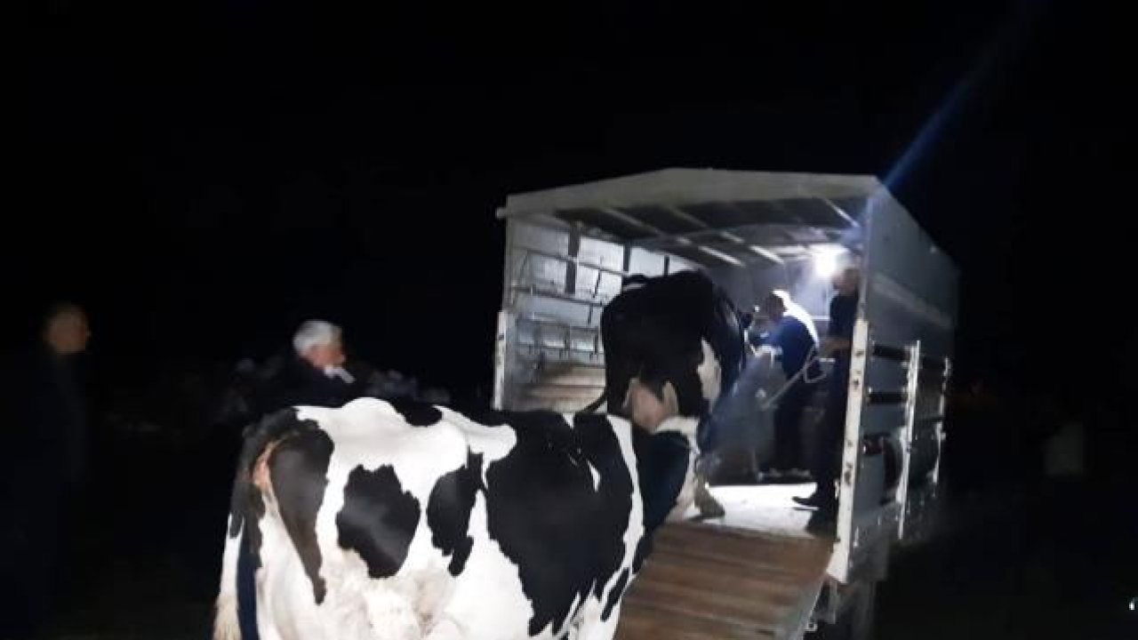 ‘Yok artık’ dedirten olay! Hırsızlar bu defa ahırdan inek çaldı!