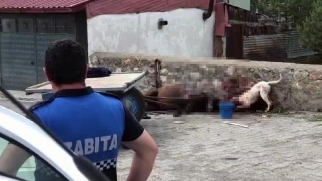 Yasaklanan Pitbull cinsi köpek atı canlı canlı yedi! O anlarda yanına kimse yaklaşamadı!