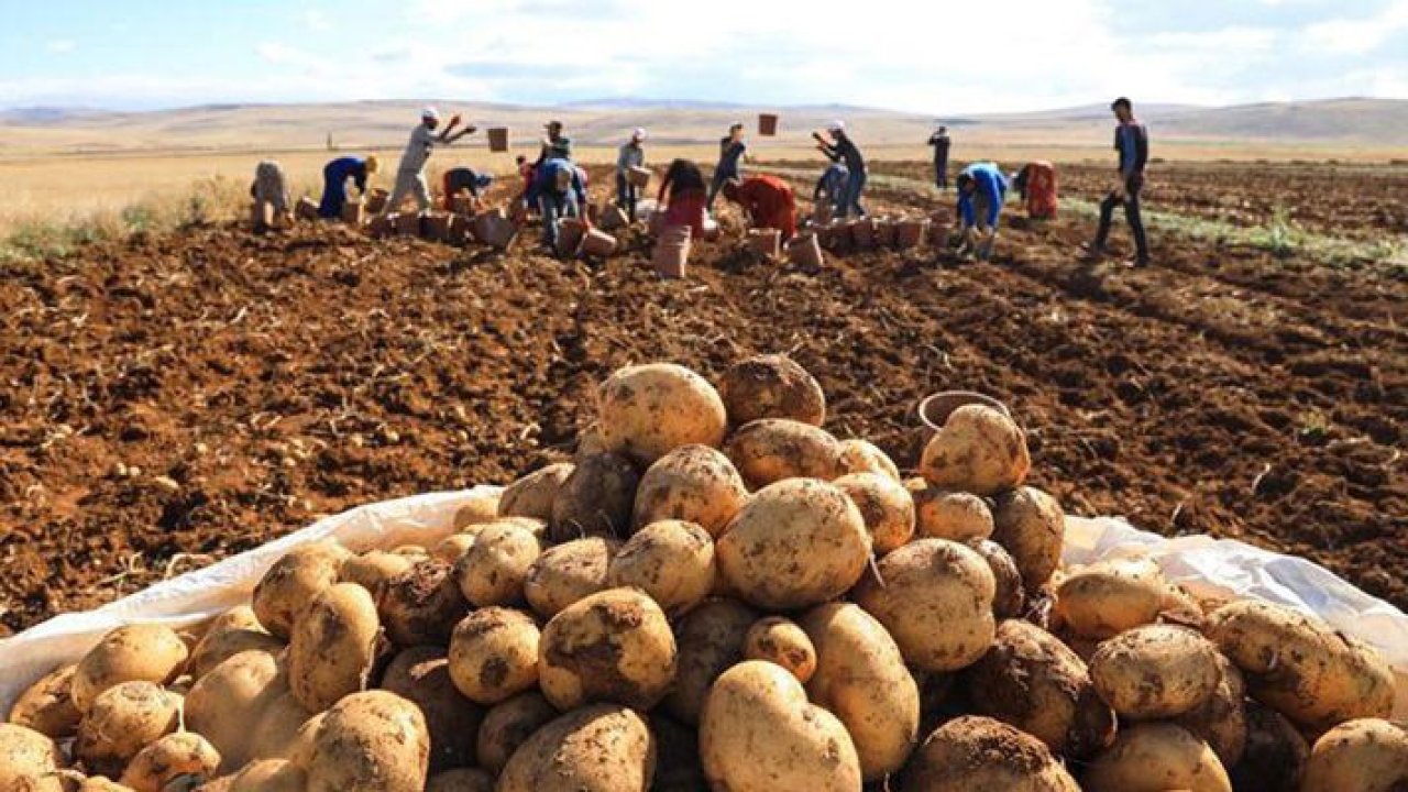 Patates altınla yarışıyor! Rekor artış