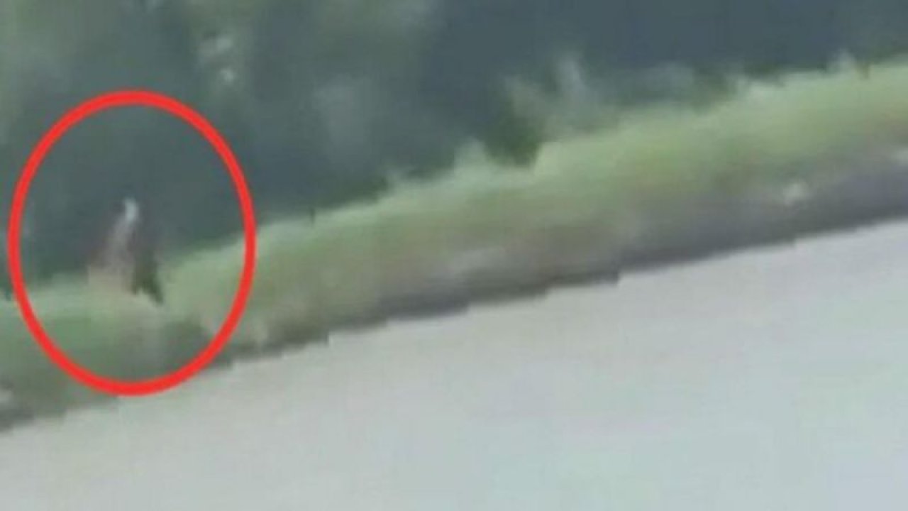Dünya bu videoyu konuşuyor! Yarı insan yarı hayvan! Görenler gözlerine inanamadı
