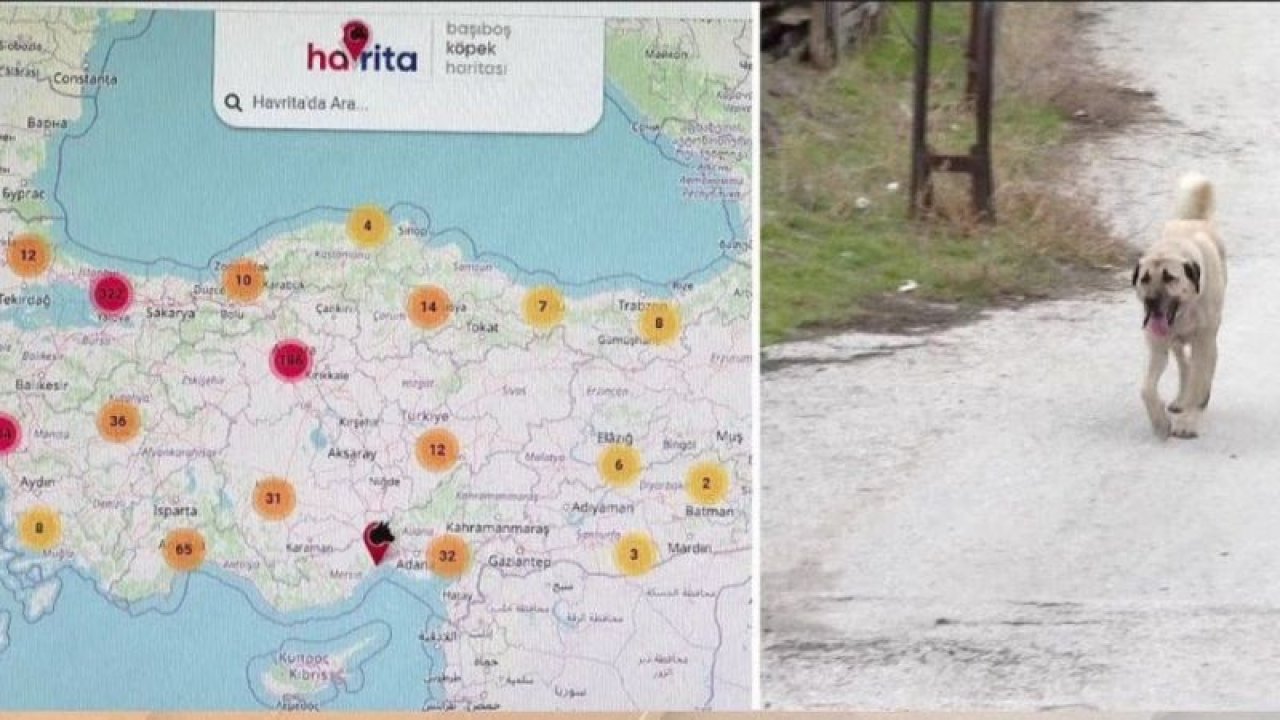 Toplu köpek ölümleriyle ilişkilendirilen Havrita sitesine ilişkin flaş gelişme! O site artık…