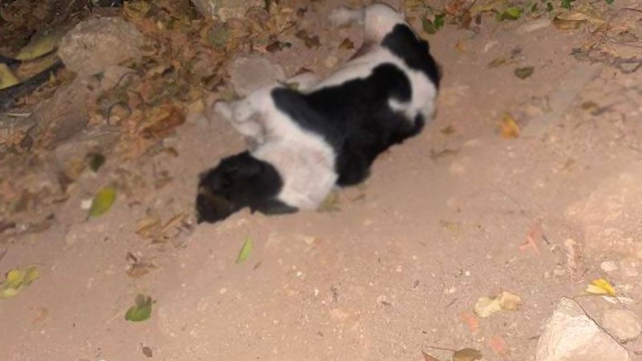 Havrita’ya erişim engellendi ama ölümler bitmedi! Antalya’da 9 köpek katledildi, 25 tanesi kayıp