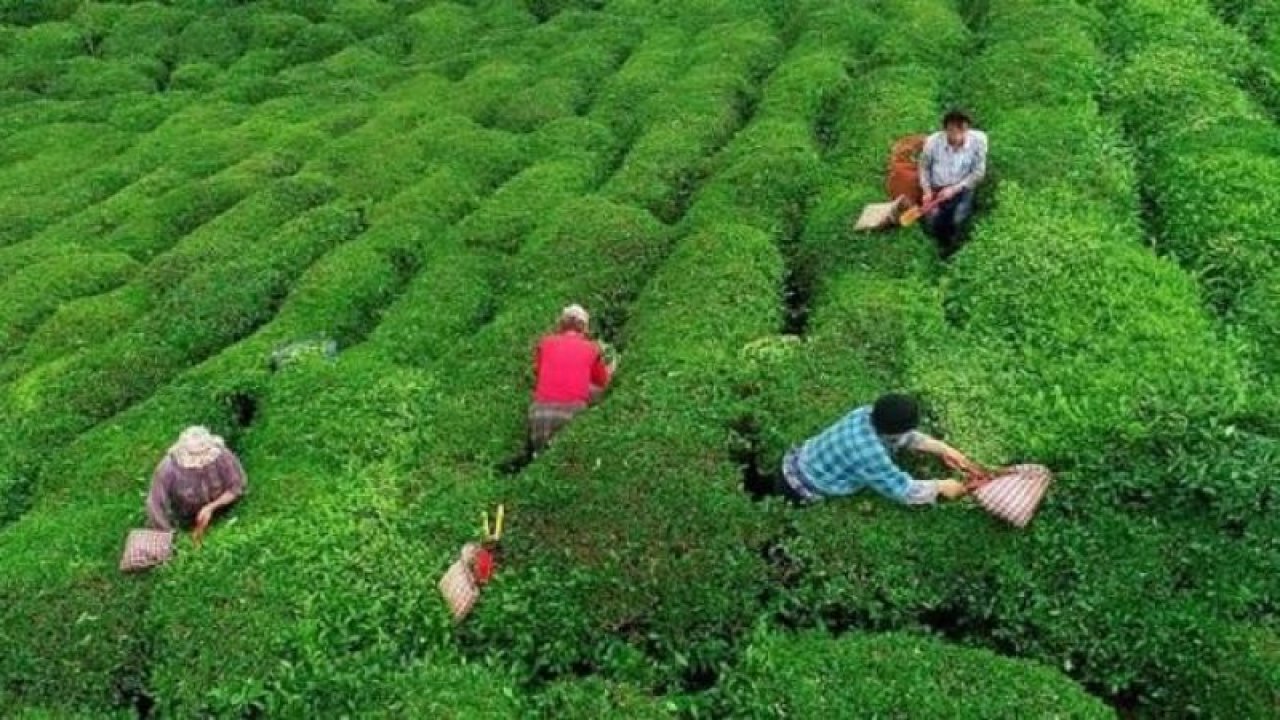 Artvin’e çay toplamaya gelen Gürcü katliam yaptı! Karısını ve yasak aşk yaşadığı arkadaşını öldürdü! Ardından intihar etti!