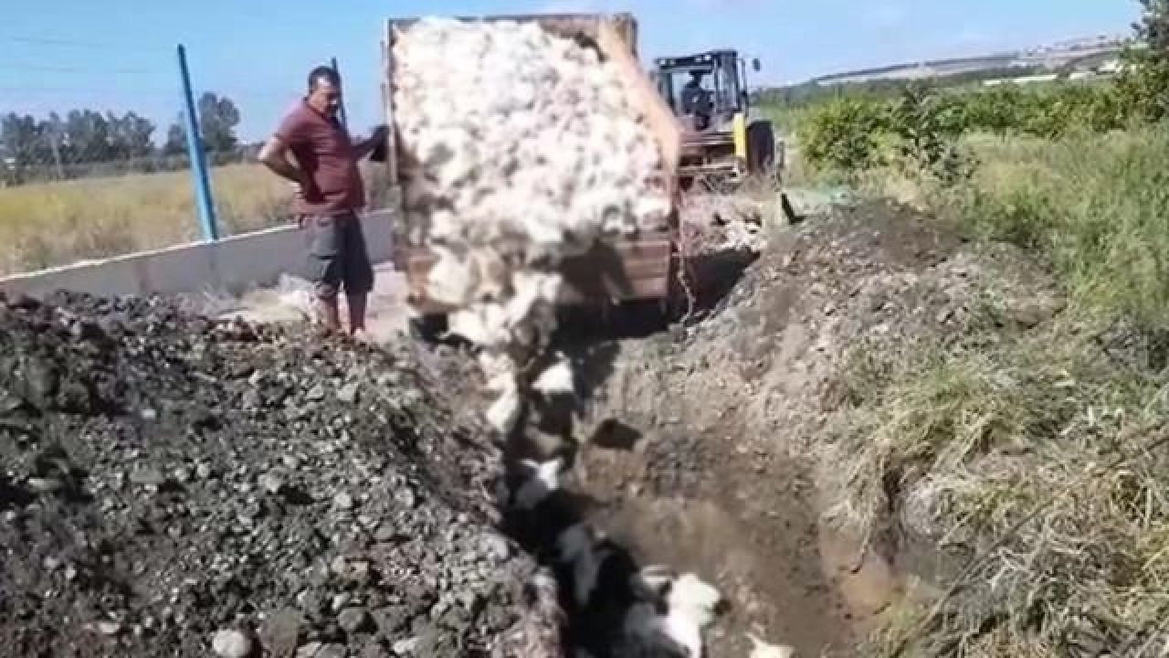 Gördüğü manzara karşısında üzüntüden kahroldu! 2 bin 450 tavuğu öldü