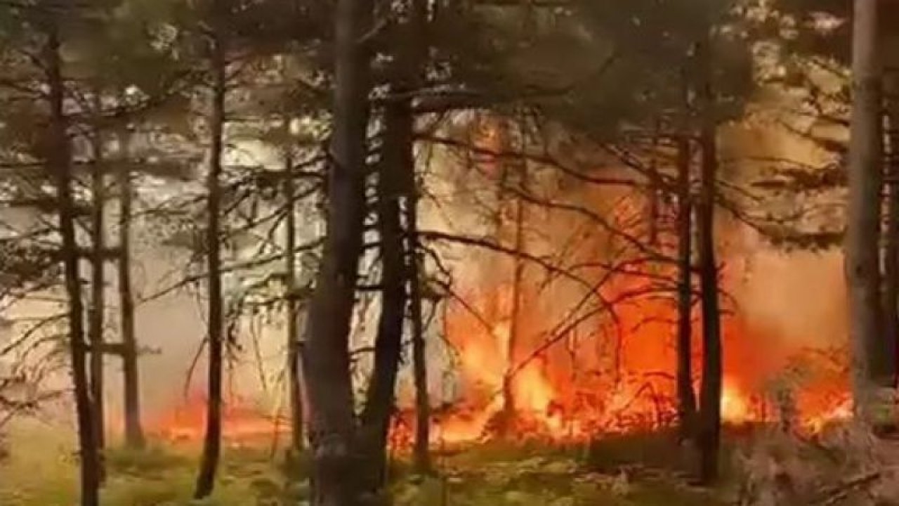 Tokat’ta orman yangını