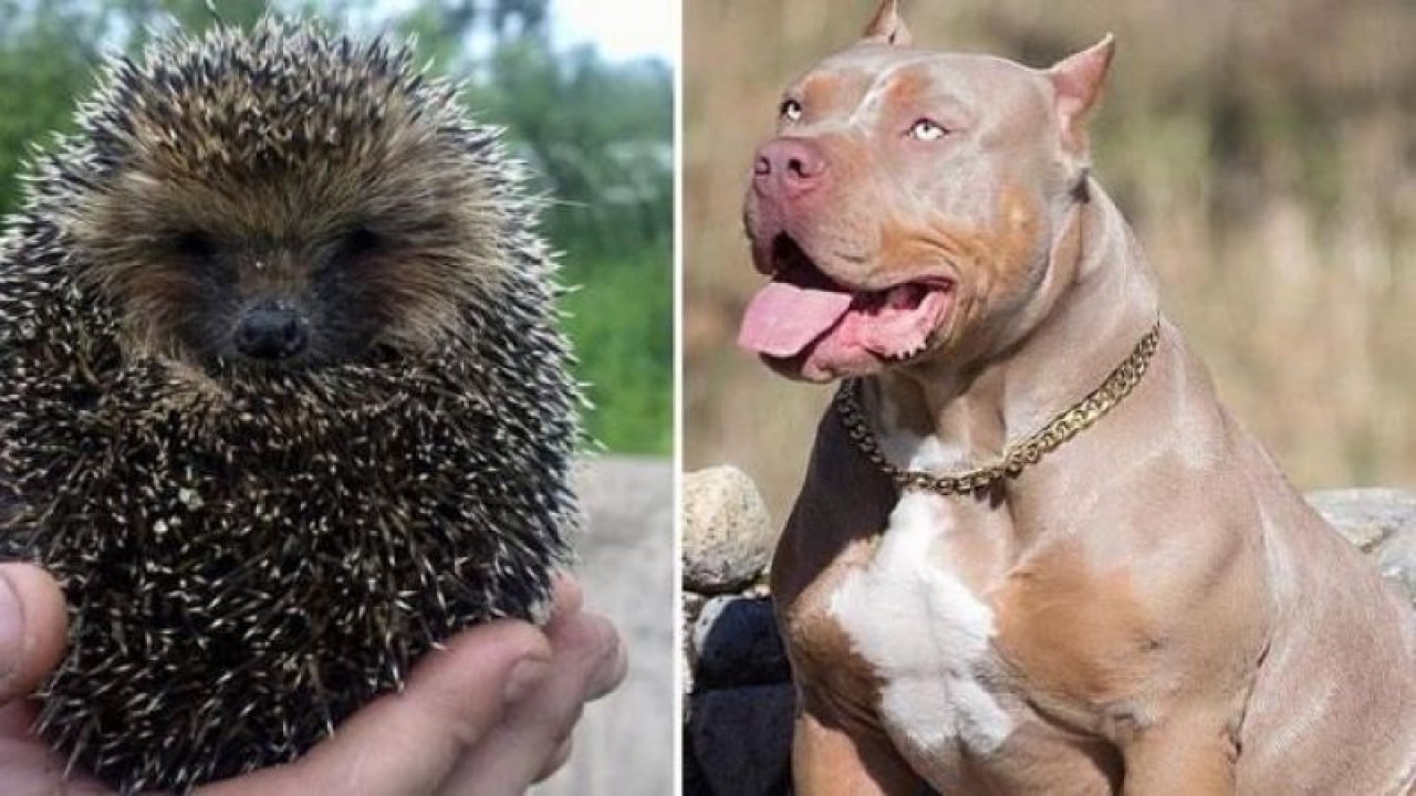 Minik kirpi kendisine saldıran pitbullu öldürdü!