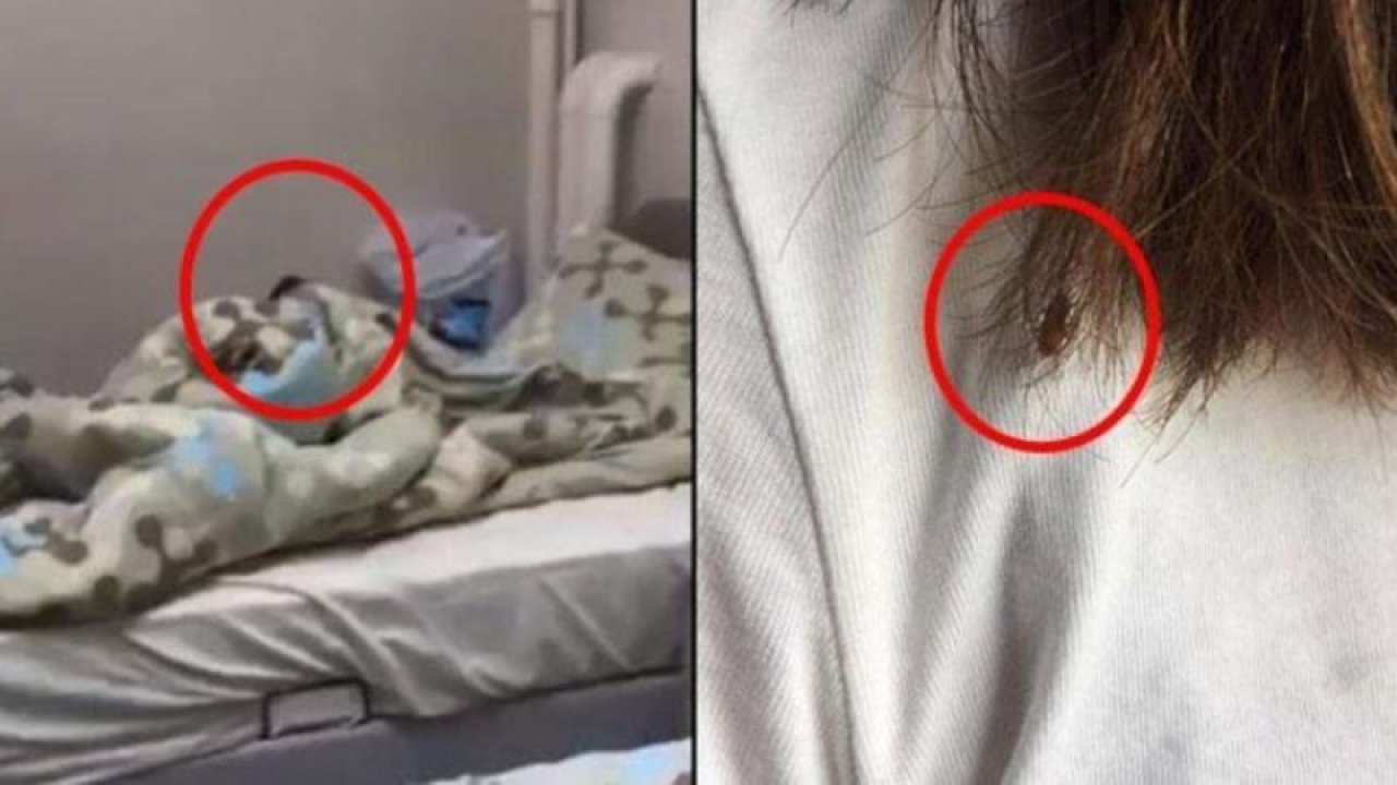 Edirne’deki KYK yurdunda kalan öğrenciler isyanda!  Böcek çilesi bitmeden yılan çıktı