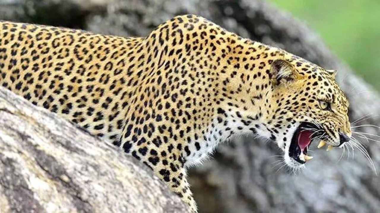 Hindistan’da acı olay! 16 aylık bebeği leopar yedi!