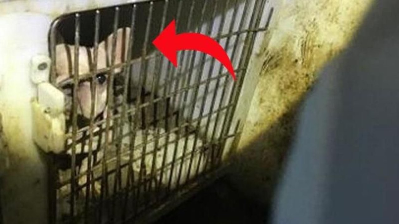 Kötü koku ihbarına giden ekipler dondu kaldı! 137 köpek…