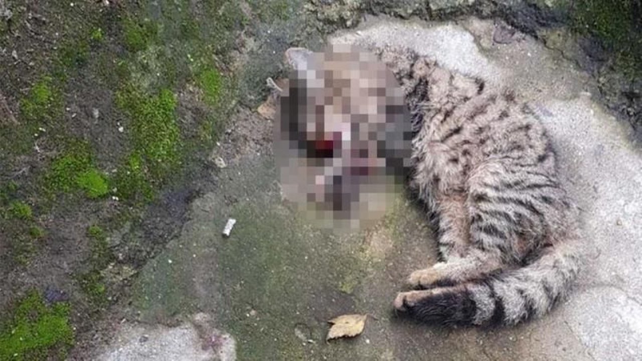 Kağıthane’de yavru kediye işkence! Eziyet edip öldürmüşler