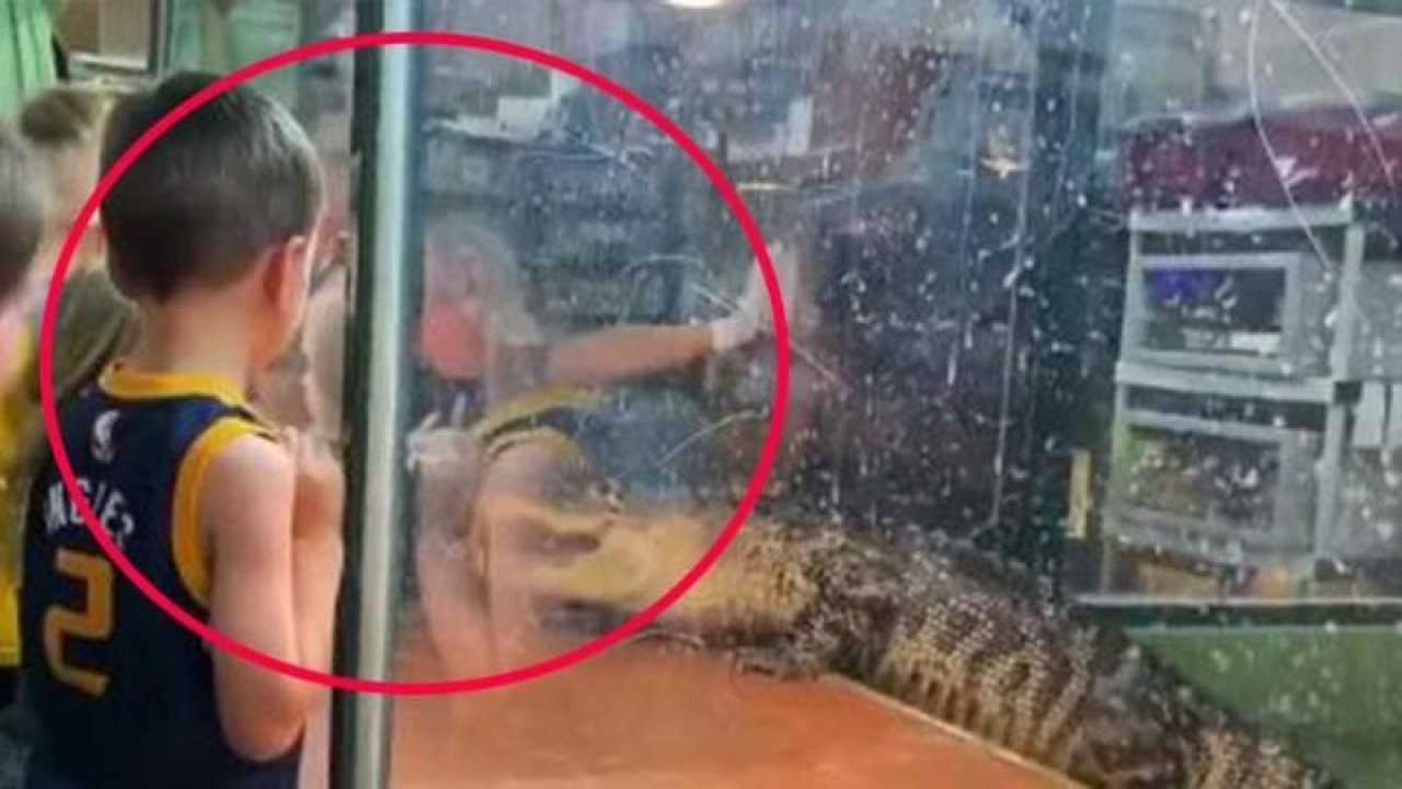 Timsah kadın bakıcısını elinden ısırıp suya çekti! O anları izleyenler dehşete düştü!