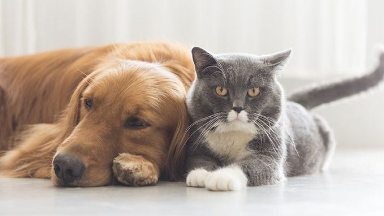 Kedi ve Köpekler İçin Sigorta Yaptırılır mı?