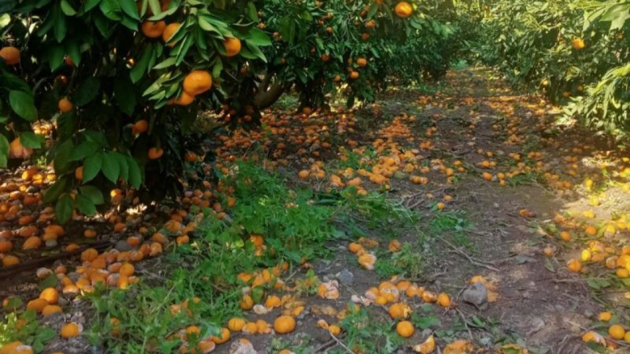 HATAYLI MANDALİNA ÜRETİCİSİ: “PARA ETMİYOR 10 KURUŞA SATAMIYORUM”