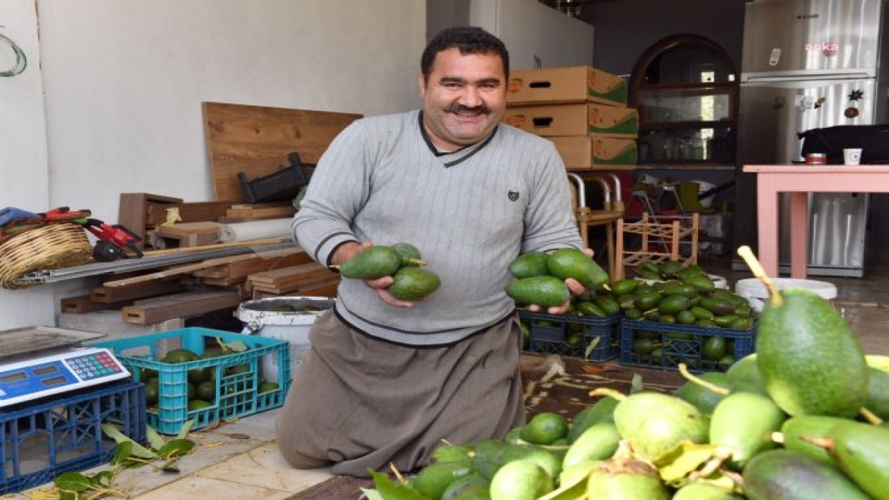 MERSİN BÜYÜKŞEHİR’İN TARIMSAL DESTEKLERİ İLE AVOKADO ÜRETİCİLERİ HASAT YAPTI