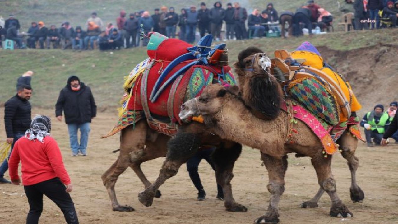 TURGUTLU BELEDİYESİ GELENEKSEL DEVE GÜREŞLERİ 6 OCAK CUMARTESİ YAPILACAK